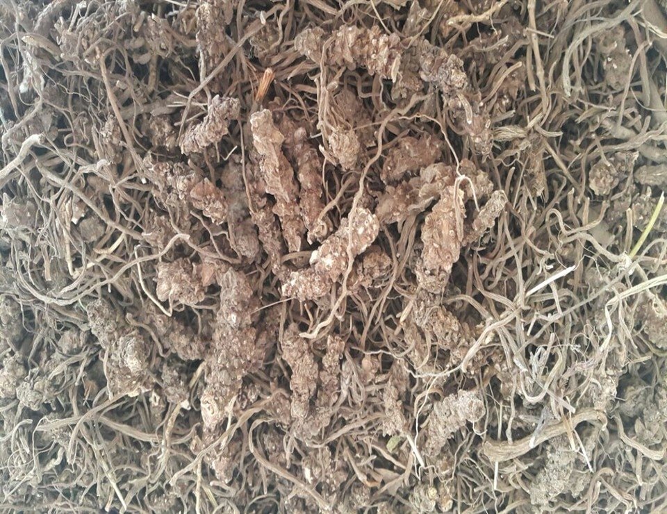 taskin tarim sanayi ve ticaret ltd sti